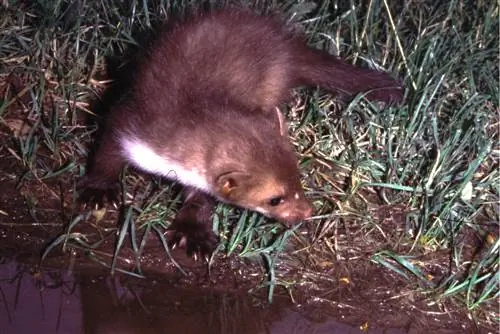 Marten & Water: Gaat het samen? Tips voor vijverbescherming