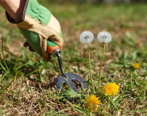 Verwydering van onkruid: effektiewe metodes vir die tuin