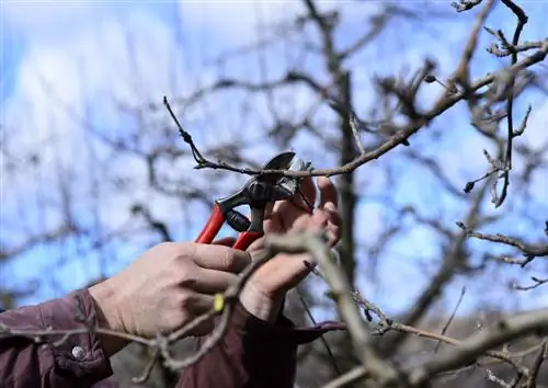 copa del árbol