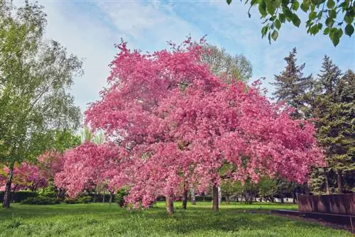 cima dell'albero