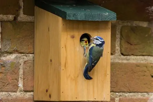 nesting box hole size