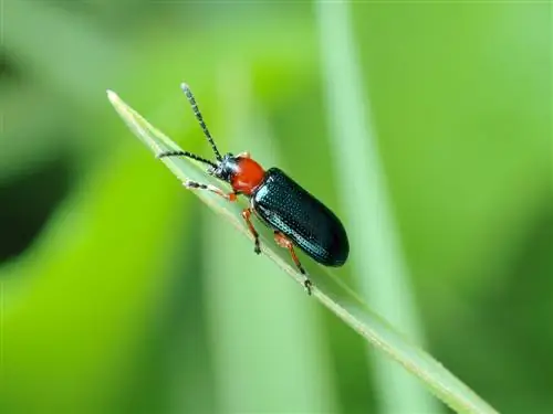 lapinis vabalas