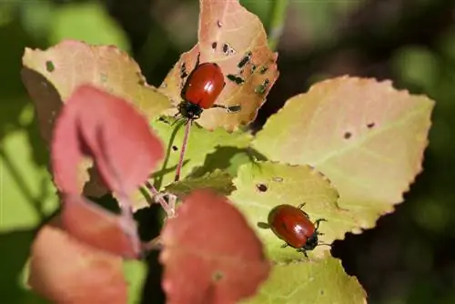 chrysomèle des feuilles