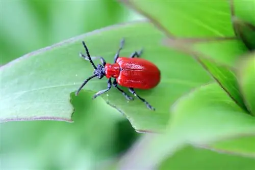 পাতার পোকা