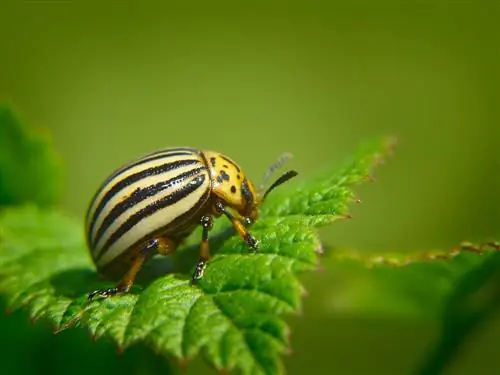 পাতার পোকা