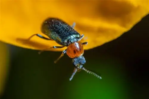 lapinis vabalas