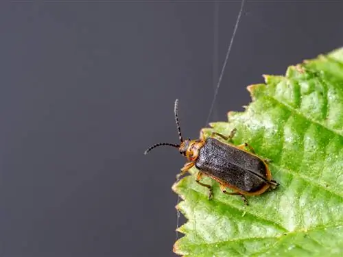 lapinis vabalas