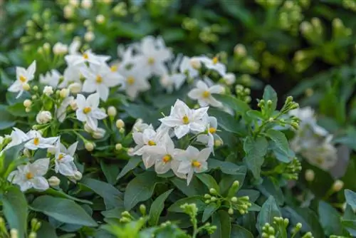 jasmin d'été toxique