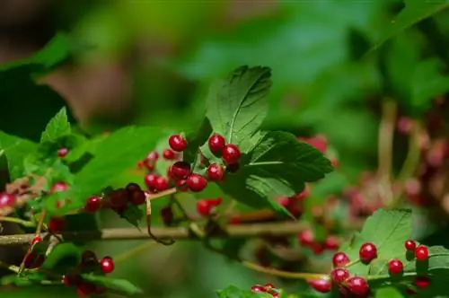 Ácaros de las agallas en el jardín: ¿Cómo los reconozco y los combato?