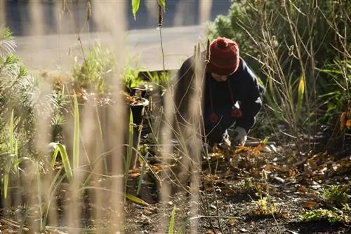 Solanum que pasa el invierno: consejos y trucos