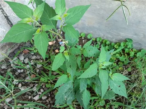 Black Nightshade: comprensión del control y la toxicidad