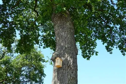 nesting box kunyongwa