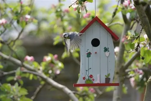 Nakabitin na mga nesting box: Paano ako gagawa ng paraiso ng ibon?