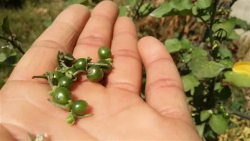 belladonna nera commestibile