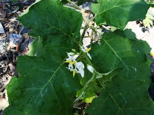 penjagaan solanum