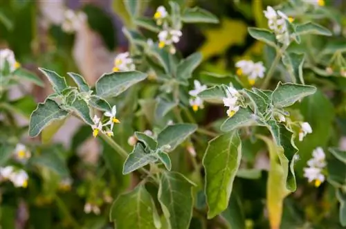 flores de beladona preta