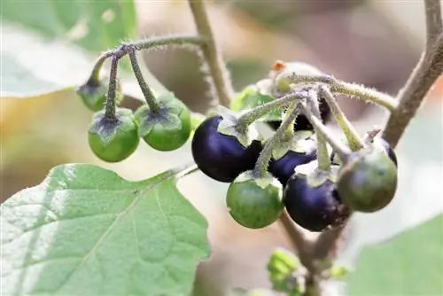 nightshade hitam beracun