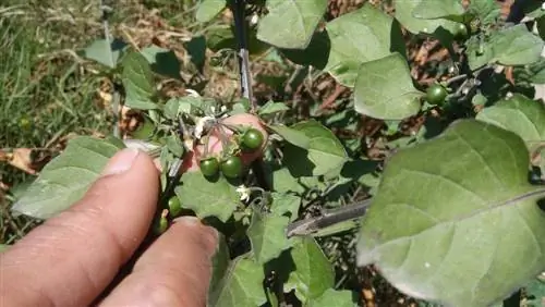 black-nightshade-in-the-garden