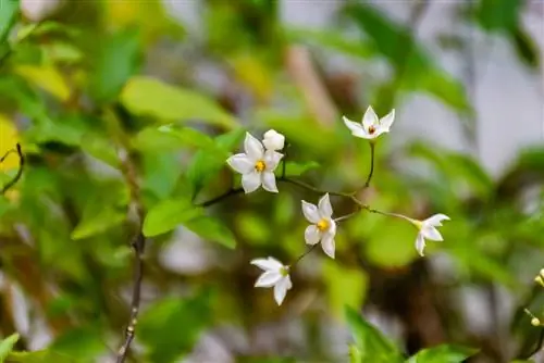 summer jasmine overwintering