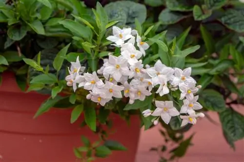 musim panas jasmine-hardy