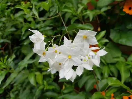 sommersjasminskjæring