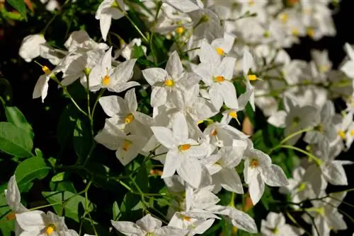 Gelsomino estivo: cura adeguata per fiori rigogliosi