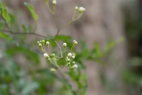 Solanum jasminoides blommar inte: skäl och lösningar