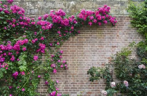 garden wall-greening