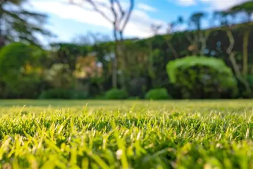 Grass mites sa tagsibol: Paano protektahan ang iyong hardin