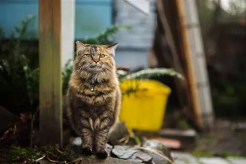 Martas y gatos: ¿Quién tiene la ventaja en la guerra territorial?