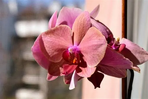 phalaenopsis locatie