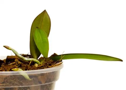 Phalaenopsis offshoots & kindles: propagate step by step