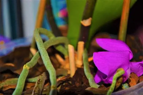 i fiori della phalaenopsis cadono