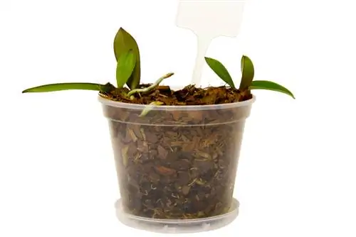 Pulling Phalaenopsis offshoots: Simple instructions & tips