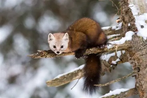 marten hibernation yog