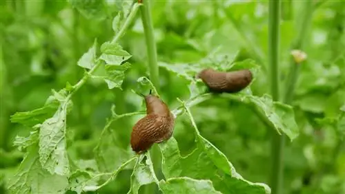 apa-makan-siput