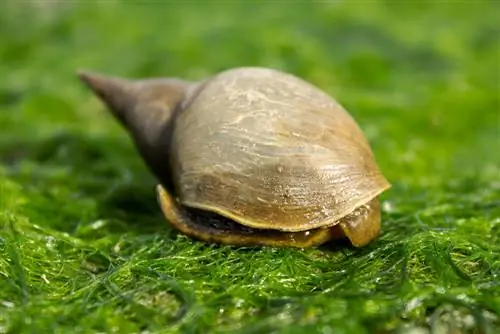 apa-makan-siput