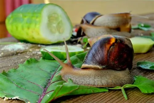 apa-makan-siput