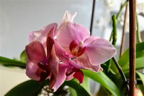 phalaenopsis trąšos