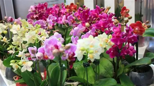 Discover the different colors of Phalaenopsis orchids