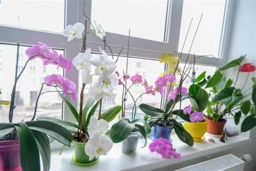 temperatura phalaenopsis