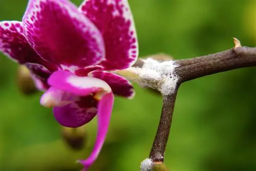 phalaenopsis оорулары жана зыянкечтери