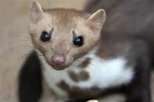 Martens hansı qoxunu sevmir?