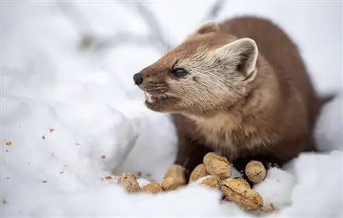 o que-comer-martens