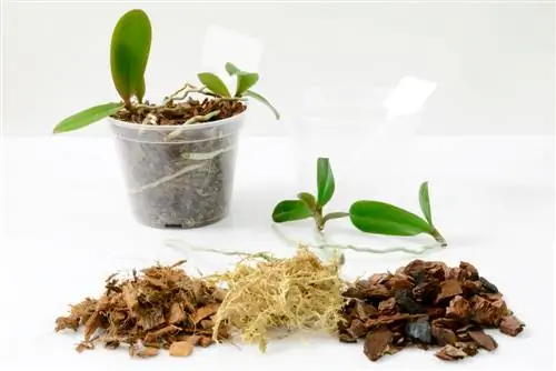 Phalaenopsis Kindel: tutto ciò di cui hai bisogno per una propagazione di successo