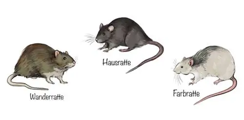 Three species of rats in Germany