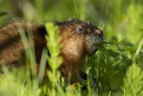 especies de ratas