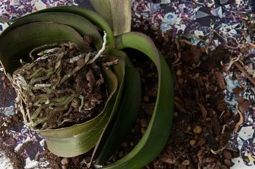 Phalaenopsis: Daun Terkulai dan Cara Menyelamatkannya