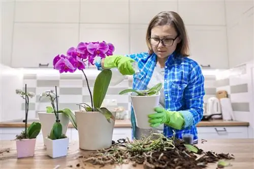 Saīsiniet phalaenopsis stublāju