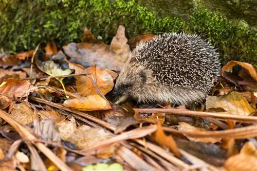 dab tsi-noj-hedgehogs